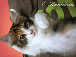 eiko_blog